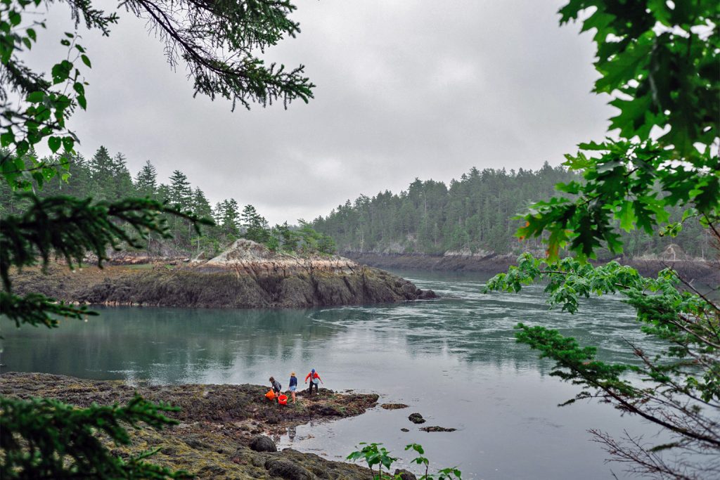 Three people harvesting seaweed by hand in a cove at low tide